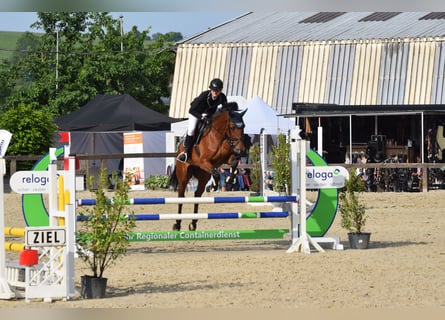 Deutsches Reitpferd, Stute, 7 Jahre, 175 cm, Brauner