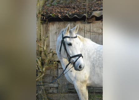 Deutsches Reitpferd, Stute, 8 Jahre, 147 cm, Schimmel