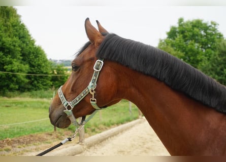 Deutsches Reitpferd, Stute, 8 Jahre, 153 cm, Brauner