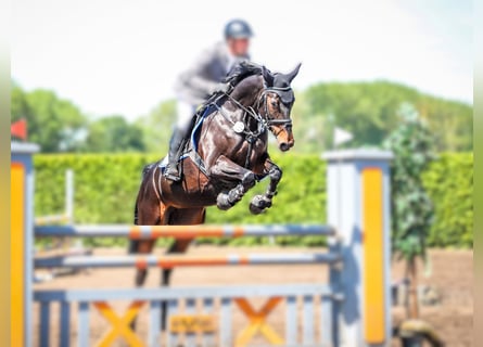 Deutsches Reitpferd, Stute, 8 Jahre, 165 cm