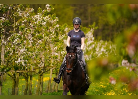 Deutsches Reitpferd, Stute, 8 Jahre, 169 cm, Dunkelbrauner