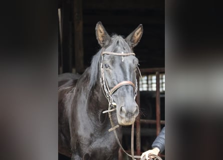 Deutsches Reitpferd Mix, Stute, 9 Jahre, 152 cm, Brauner