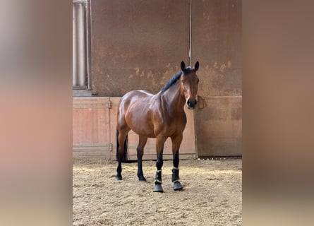 Deutsches Reitpferd, Stute, 9 Jahre, 160 cm, Brauner