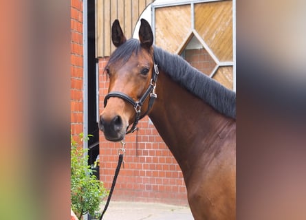 Deutsches Reitpferd, Stute, 9 Jahre, 167 cm, Brauner