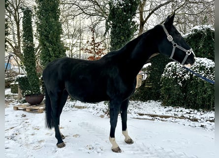 Deutsches Reitpferd, Stute, 9 Jahre