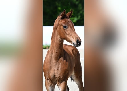 Deutsches Reitpferd, Stute, Fohlen (04/2024), Brauner