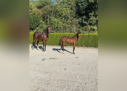 Deutsches Reitpferd, Stute, Fohlen (02/2026), Brauner