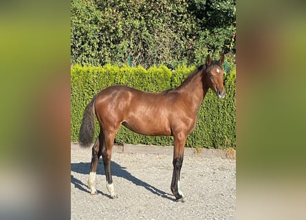 Deutsches Reitpferd, Stute, Fohlen (02/2026), Brauner