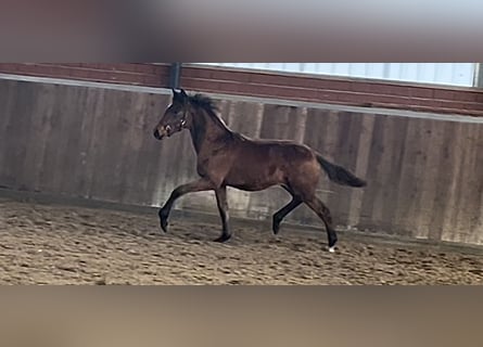 Deutsches Reitpferd, Stute, Fohlen (04/2025), Brauner