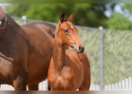 Deutsches Reitpferd, Stute, Fohlen (05/2025), Brauner