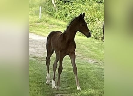 Deutsches Reitpferd, Stute, Fohlen (01/2024), Brauner