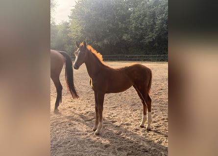 Deutsches Reitpferd, Stute, Fohlen (05/2026), Dunkelfuchs