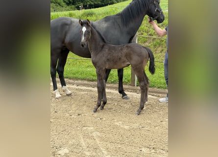 Deutsches Reitpferd, Stute, Fohlen (04/2026), Rappe