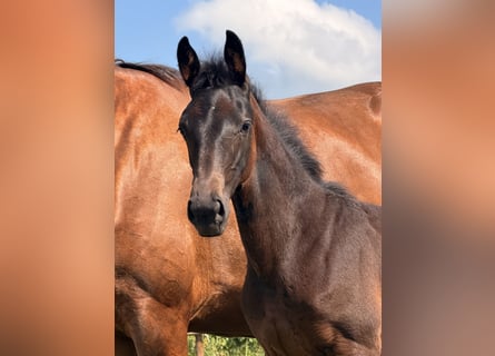 Deutsches Reitpferd, Unbekannt, Fohlen (04/2026), Schwarzbrauner