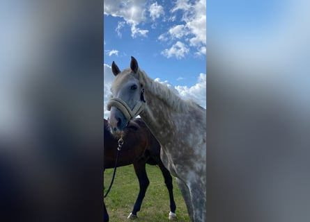 Deutsches Reitpferd, Wallach, 10 Jahre, 167 cm, Schimmel