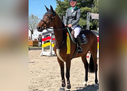 Deutsches Reitpferd, Wallach, 10 Jahre, 172 cm, Brauner