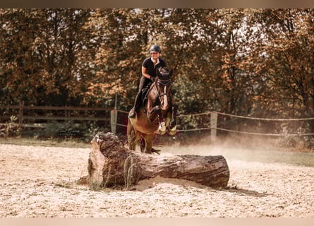 Deutsches Reitpferd, Wallach, 10 Jahre, 172 cm, Dunkelbrauner