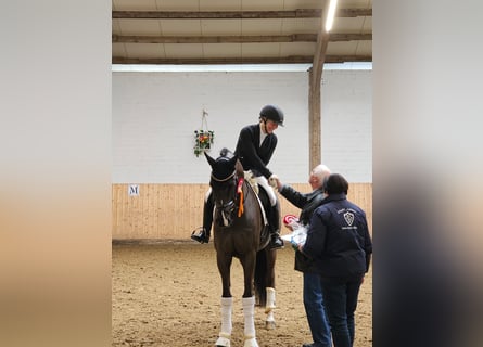 Deutsches Reitpferd, Wallach, 10 Jahre, 175 cm, Schwarzbrauner