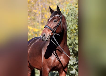 Deutsches Reitpferd, Wallach, 11 Jahre, 165 cm, Brauner