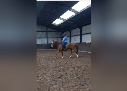 Deutsches Reitpferd, Wallach, 11 Jahre, 166 cm, Fuchs