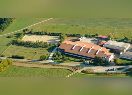 Deutsches Reitpferd, Wallach, 12 Jahre, 172 cm, Brauner