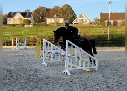 Deutsches Reitpferd, Wallach, 14 Jahre, 166 cm, Brauner
