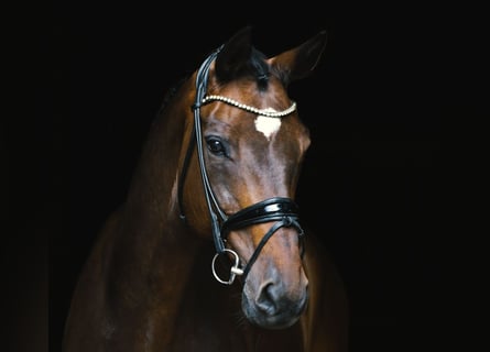 Deutsches Reitpferd, Wallach, 14 Jahre, 169 cm, Brauner