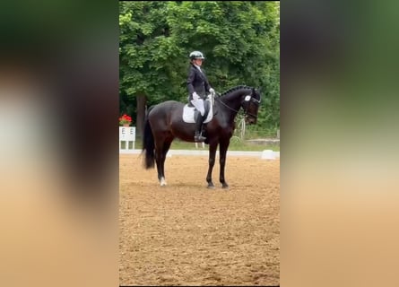 Deutsches Reitpferd, Wallach, 15 Jahre, 162 cm, Dunkelbrauner