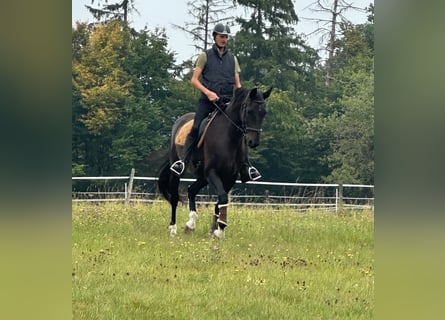Deutsches Reitpferd, Wallach, 16 Jahre, 168 cm, Dunkelbrauner