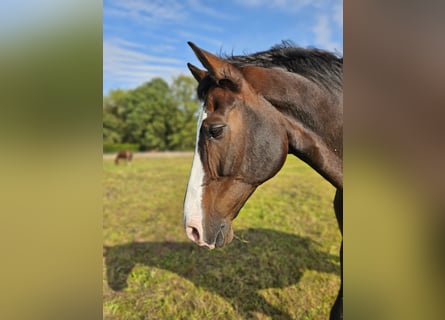 Deutsches Reitpferd, Wallach, 16 Jahre, 173 cm, Brauner