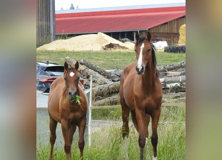 Deutsches Reitpferd, Wallach, 1 Jahr, 170 cm, Brauner
