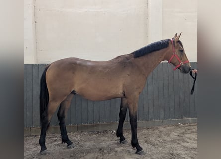 Deutsches Reitpferd, Wallach, 2 Jahre, 170 cm, Buckskin