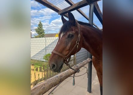 Deutsches Reitpferd, Wallach, 30 Jahre, 165 cm, Brauner
