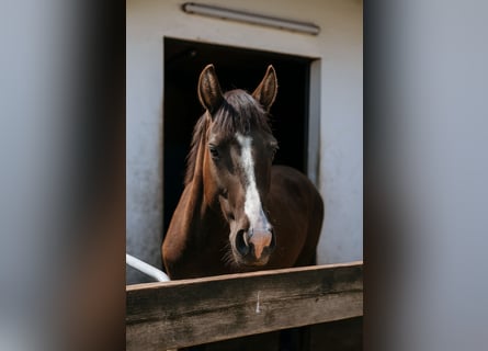 Deutsches Reitpferd, Wallach, 3 Jahre, 142 cm