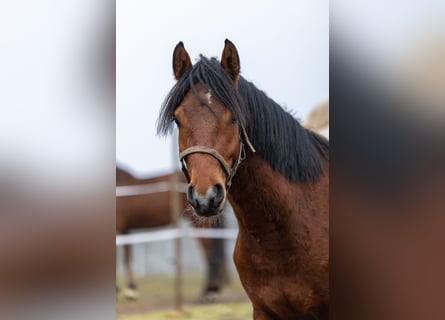 Deutsches Reitpferd Mix, Wallach, 3 Jahre, 150 cm, Brauner