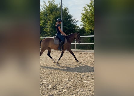 Deutsches Reitpferd, Wallach, 3 Jahre, 153 cm, Buckskin