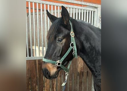 Deutsches Reitpferd, Wallach, 3 Jahre, 156 cm, Schwarzbrauner