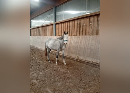 Deutsches Reitpferd, Wallach, 3 Jahre, 162 cm, Schimmel Deutsches Reitpferd, Wallach, 3 Jahre, 162 cm, Schimmel