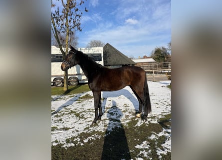 Deutsches Reitpferd, Wallach, 3 Jahre, 165 cm