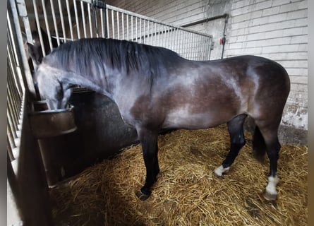 Deutsches Reitpferd, Wallach, 3 Jahre, 165 cm, Kann Schimmel werden