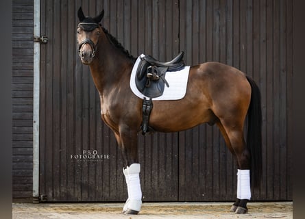 Deutsches Reitpferd, Wallach, 3 Jahre, 167 cm, Dunkelbrauner