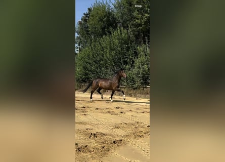 Deutsches Reitpferd, Wallach, 3 Jahre, 168 cm, Brauner