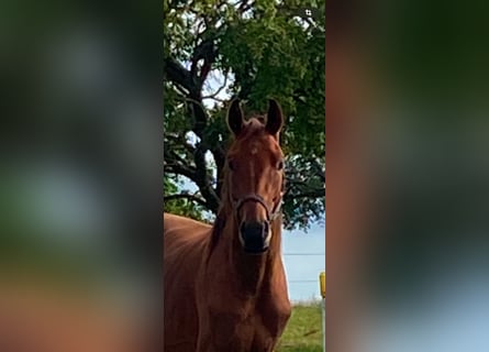 Deutsches Reitpferd, Wallach, 3 Jahre, 170 cm, Brauner