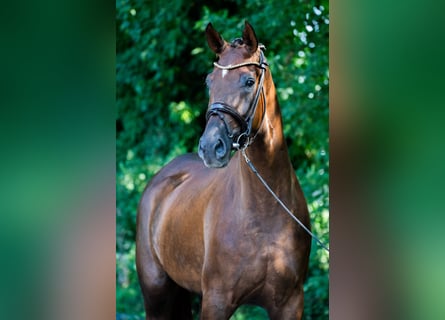 Deutsches Reitpferd, Wallach, 3 Jahre, 172 cm, Dunkelfuchs