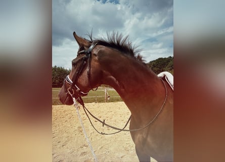 Deutsches Reitpferd, Wallach, 3 Jahre, 172 cm, Dunkelfuchs