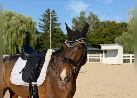 Deutsches Reitpferd, Wallach, 4 Jahre, 160 cm, Brauner