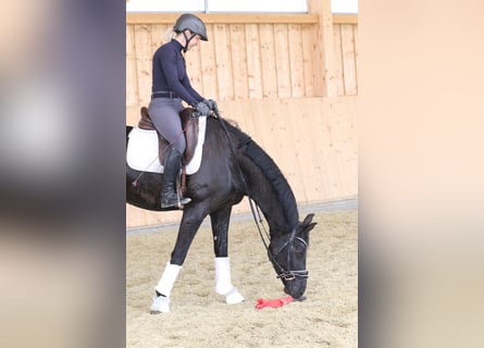 Deutsches Reitpferd, Wallach, 4 Jahre, 161 cm, Schwarzbrauner