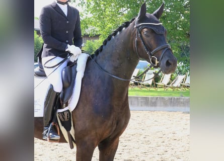 Deutsches Reitpferd, Wallach, 4 Jahre, 161 cm, Schwarzbrauner