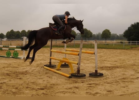 Deutsches Reitpferd, Wallach, 4 Jahre, 164 cm, Schwarzbrauner