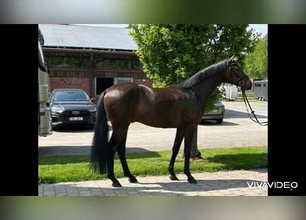 Deutsches Reitpferd, Wallach, 4 Jahre, 165 cm, Dunkelbrauner